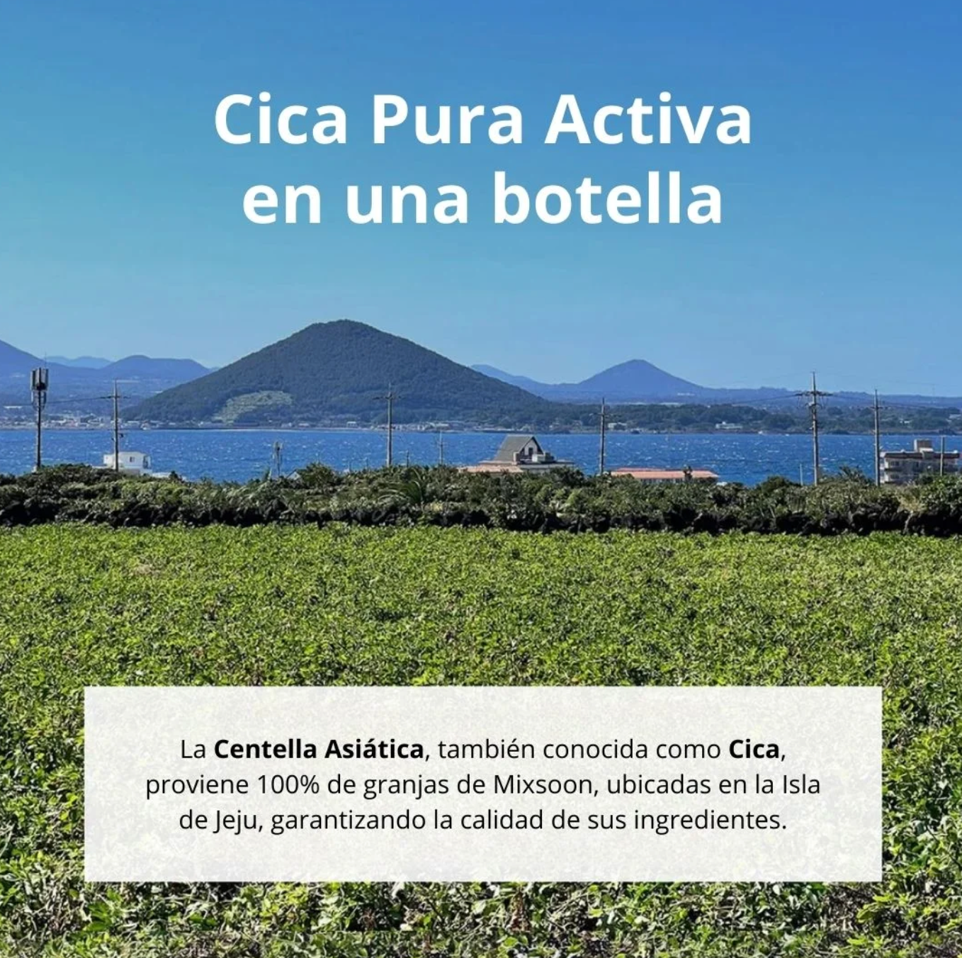 Esencia Mixsoon - Soondy Centella Asiática Essence - 100 ml