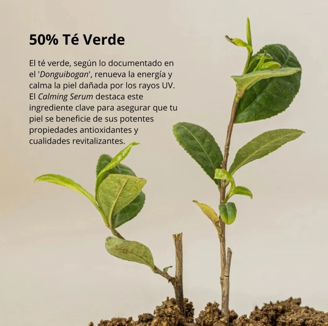 Calming Serum Green Tea + Panthenol (Beauty of Joseon) - 30 ml